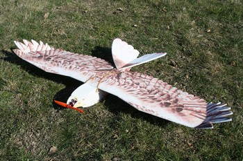 Eagle Adler