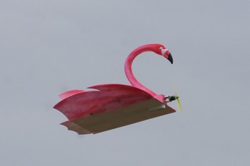 Flamingo en vol