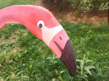 La tête du Flamingo