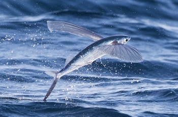L'exocet, un poisson volant