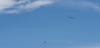Planeurs sous un ciel bleu