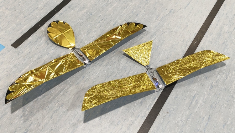 Flap-Flap, queue arrondie et queue triangulaire