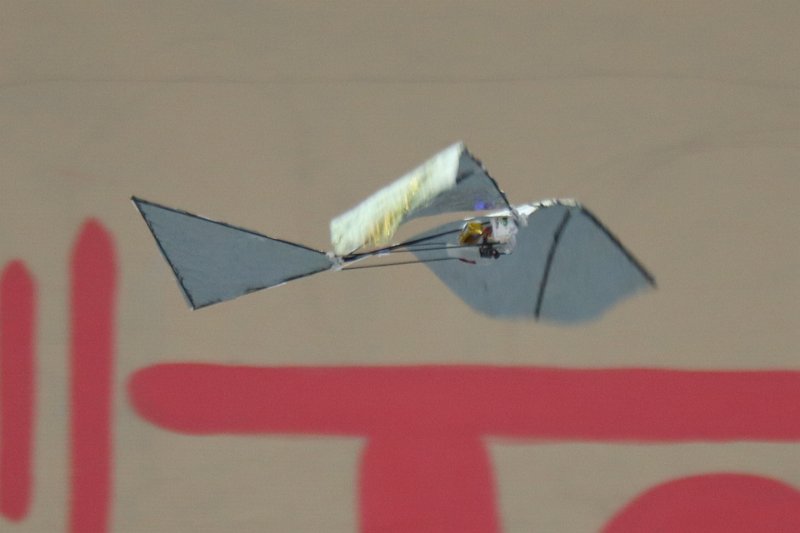 mouettes_053.jpg