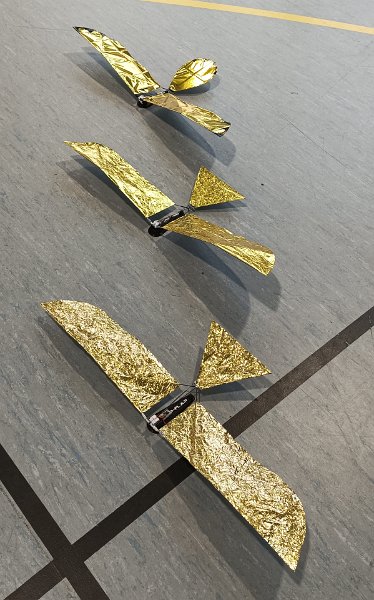 mouettes_137.jpg