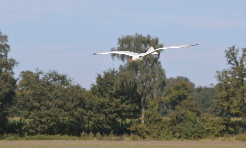 mouette_ls_20.jpg