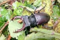 Coléoptère cerf-volant