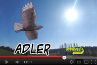 Vidéo de l'aigle Adler d'Arkai