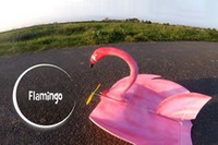 Flamingo - vidéo
